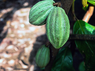 Wall Mural - Green Cocoa pods grow on trees. The cocoa tree ( Theobroma cacao ) with fruits, Raw cocoa cacao tree plant fruit plantation