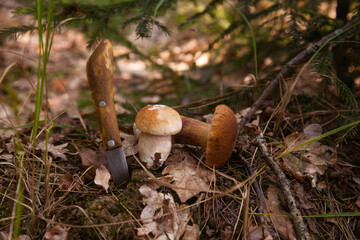 Two porcini mushrooms growing in pine tree forest at autumn season..