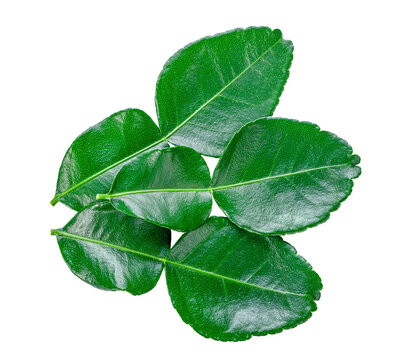 Kaffir lime leaf transparent png