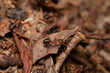 © Tom - Amazing red wood ant,, Formica rufa,, on its natural environment, Danubian forest, Slovakia