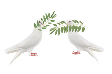 Wall Mural - white doves with olive branch isolated on white