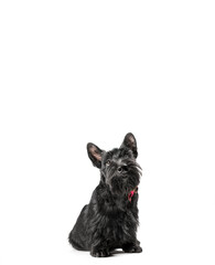 black scottish terrier puppy on a white background looking up