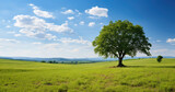 Fototapeta Sawanna - endless green meadow, there is one big trees