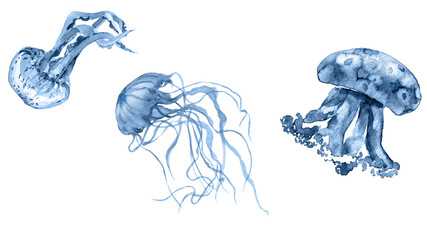Wall Mural - Blue sea jellyfish in watercolor. Transparent background. Resource in png.