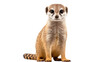 A meerkat looking at the camera, isolated on transparent or white background