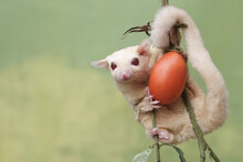 A Female Albino Sugar Glider Is Eating A Ripe Tomato On A Tree. This Marsupial Mammal Has The Scientific Name Petaurus Breviceps.