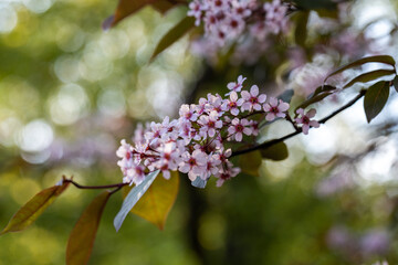 Wall Mural - Beautiful Pink blooming bird cherry in an early spring