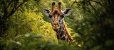 giraffe looking through a tall tree in the forest