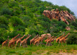 © Eric Lafforgue - Herd of reticulated giraffes (Giraffa camelopardalis reticulata), Samburu County, Samburu National Reserve, Kenya