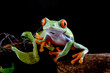 Red-eyed tree frog climbing on a woodbind