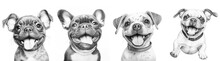 Set Of Four English Bulldog Dog Portraits ,isolated On White Background, Sketch Hand Drawing