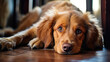 Golden retriever dog lies on the wooden floor in the house.