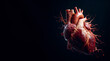 Human heart in a black background