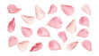 © Papugrat - pink rose petals isolated on transparent background cutout