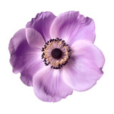 Fototapeta Młodzieżowe - Purple flower anemone isolated on transparent background