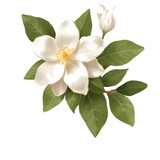 Fototapeta Młodzieżowe - Jasmine flower decoration isolated on transparent background