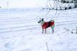 A dog in a red suit on a snow background