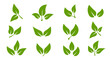 Set of green leaf icons. Leaves of trees and plants. Leaves on white background. Ecology. Vector illustration.