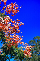 Wall Mural - Koelreuteria paniculata tree and flower in Autumn. Common names include goldenrain tree, or varnish tree. The yellow flowers have turned into brownish colored seed pods.