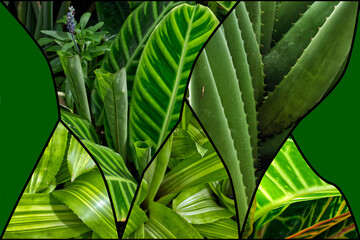 Wall Mural - Multiple leaf patterns black - curved separator - MP33