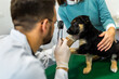 Young man, a veterinarian by profession, examines a dog in modern vet clinic.Young owner helps to calm down the pet and talks with the vet specialist.