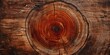 The intricate rings of a tree trunk tell a story of age, with a warm, russet center.