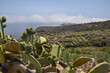 Panoramic view with Mediterranean vegetation and agricultural terraces in Pantelleria island, Italy
