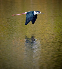 Wall Mural - Bright red legs of the stilt flying over water in Florida