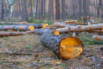 Wall Mural - closeup heap of pine tree trunk  on forest glade