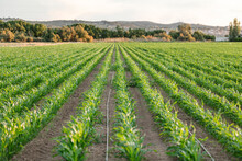 Young Corn Plants Growing In Neat Rows On A Farm