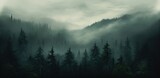Fototapeta  - a foggy forest in the fog,