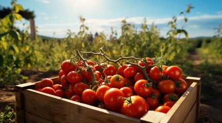 Wall Mural - a wooden box full of tomatoes in the garden,