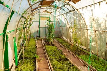 Wall Mural - Greenhouse with tomatoes and cucumbers in summer