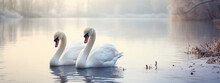 Two Beautiful Swans On The Water