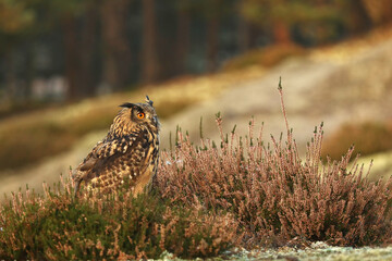 Sticker - Euroasian eagle-owl sitting in the heather with the autumn forest at his back. Colorful wildlife photo