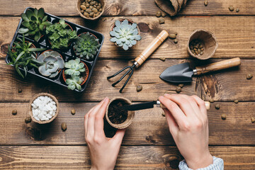 Gardening - set of tools for gardener and succulents seedlings on wooden table background. Spring garden works concept, home jungle, home hobby for whole family.