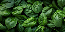 Fresh Green Spinach Leaves, With Water Drops Over It, Closeup Macro Detail Banner. Generative AI