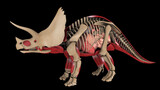 Fototapeta  - Anatomy of Triceratops dinosaur, side view.