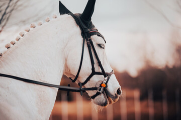 Wall Mural - Portrait of a beautiful white horse with a bridle on its muzzle and braided mane on an autumn day. Equestrian sports and horse riding.