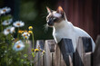 © ADDICTIVE STOCK - Generative AI image of a siamese cat with blue eyes