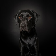 Wall Mural - Studio shot of a Black labrador dog with brown eyes isolated on black background