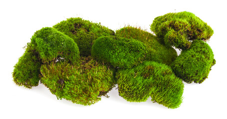 Wall Mural - Green moss on a white background.