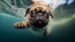 Adorable Underwater Surprise: Funny Pug Puppy Playfully Swimming Toward the Underwater Camera
