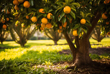 Orange Tree In Grove Heavy With Ripe Juicy Oranges