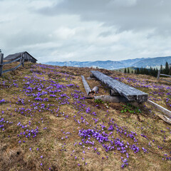 Wall Mural - Blooming purple violet Crocus heuffelianus (Crocus vernus) alpine flowers on spring Carpathian mountain plateau, Ukraine.