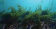 Invasive Sargassum Seaweed On Edge Of Kelp.