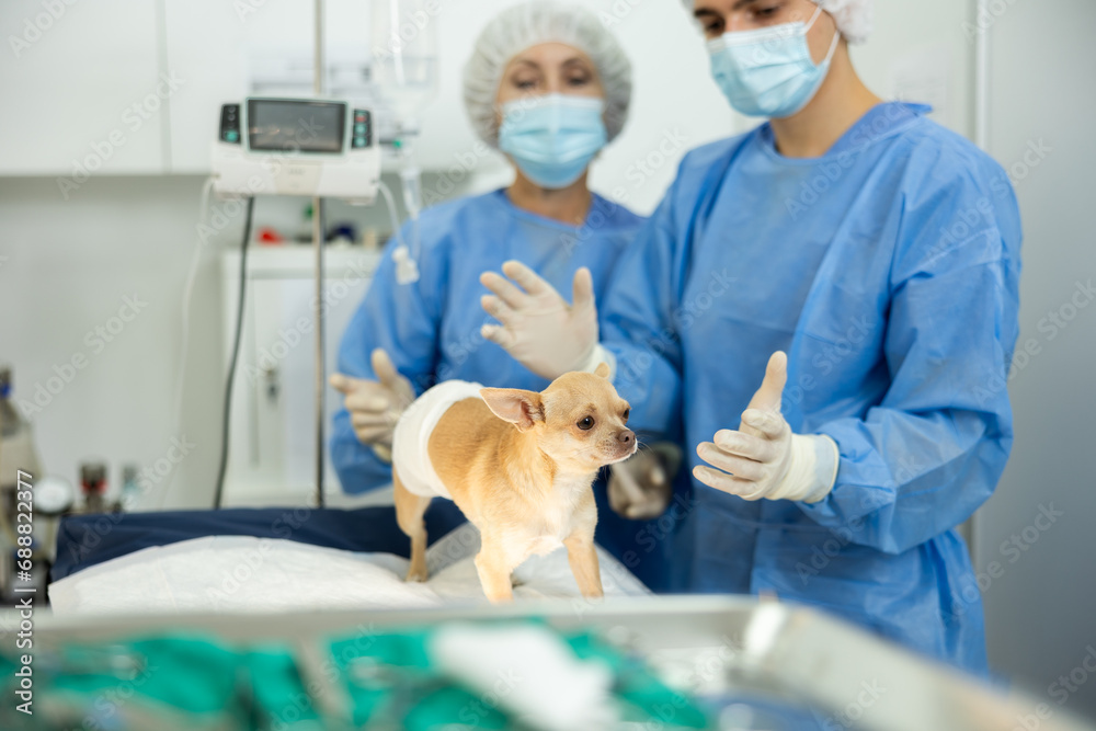 Experienced doctors complete manipulations and treatment of chihuahua ...