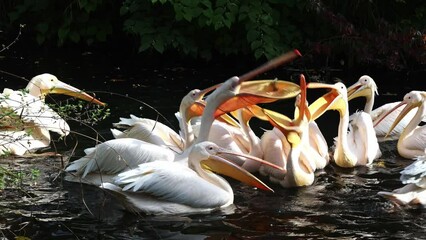 Wall Mural - The Great White Pelican, Pelecanus onocrotalus also known as the rosy pelican is a bird in the pelican family.