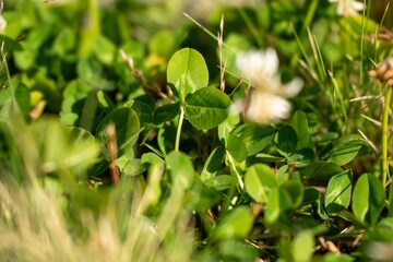 clover in a field with white flowers and pasture and grasses on a regenerative farm. native plants storaging carbon.