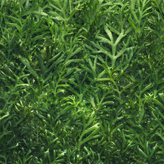 Wall Mural - winter foliage background with frozen green plant leaves covered in ice and frost. plant wall for wi